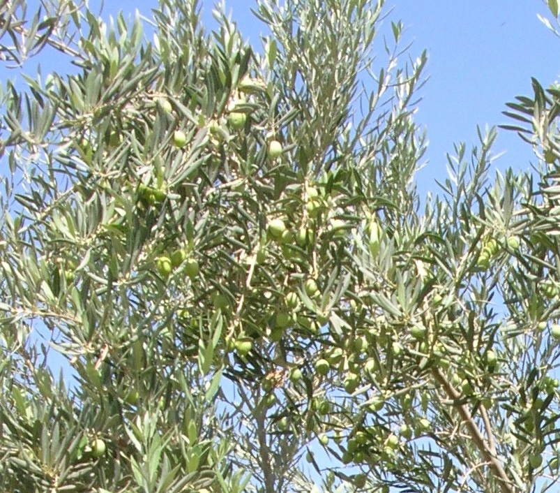עץ הזית
